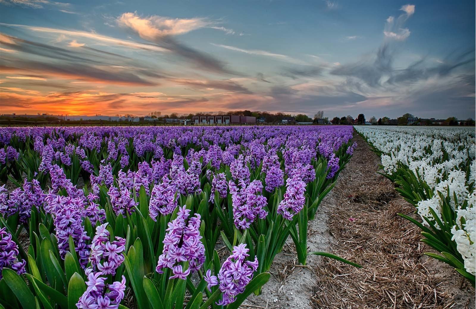 La magie de<br/><span class="ivy-mode-font"> la région des bulbes…</span>